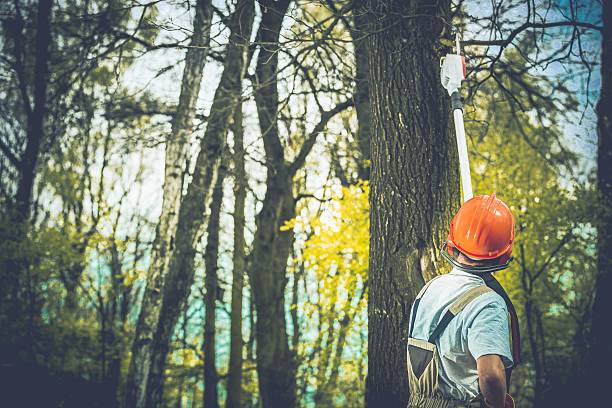 Best Tree Removal  in Ten Mile Run, NJ
